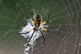 garden spiders what they eat where