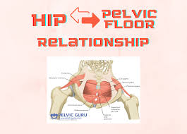 hip and the pelvic floor