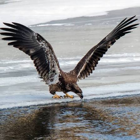🦅🐟 THE GOOD LIFE - THE FISH COME TO YOU! 🐟🦅 Bald Eagles sitting on ice shelves. That is a common sight during the winter months on the Upper Mississippi River. As