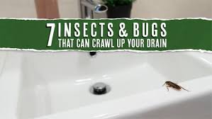 7 Insects And Bugs That Crawl Up Your