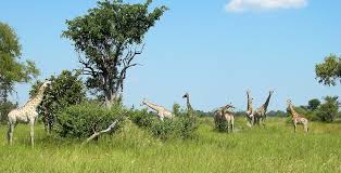 Image result for What to do in Botswana Besides Safari