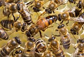 100 queen bee pictures wallpapers com