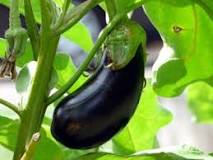 What do Italian people call eggplant?