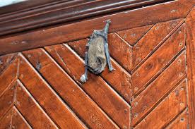 How To Get A Bat Out Of Your House And