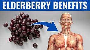14 health benefits of elderberry uses