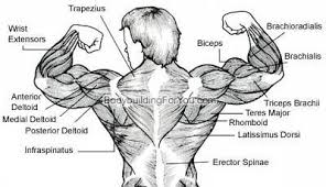 Back Muscle Diagram Chart Latissimus Dorsi Gym Workouts