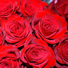 red roses picture free photograph