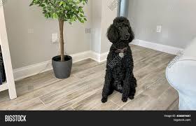 Check spelling or type a new query. Black Standard Poodle Image Photo Free Trial Bigstock