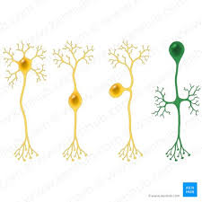 types of neurons kenhub