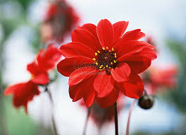 red dahlia picture and hd photos free