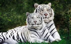 white tiger wallpapers for