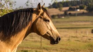 Buckskin horse with maximum dark points. 10 Fun Facts About Buckskin Horses Horse Illustrated