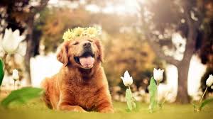 400 cute dog backgrounds wallpapers com