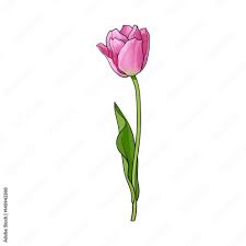 hand drawn of side view pink open tulip