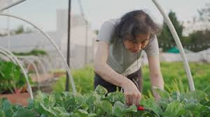 Asian Senior Woman Harvesting