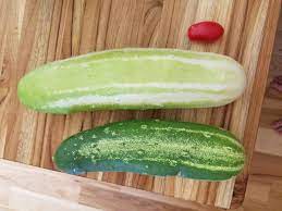 vegetables - Is there anything wrong with letting cucumbers get large? -  Gardening & Landscaping Stack Exchange