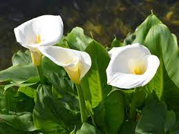 why are calla flowers turning green