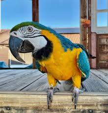 dexter macaw parrots terry parrots