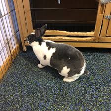 Rabbit Flooring For Cages And Agility
