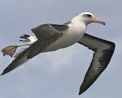 Image result for albatross image