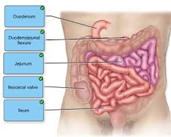 pancreas liver small large