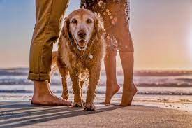 pet friendly hotels in california the
