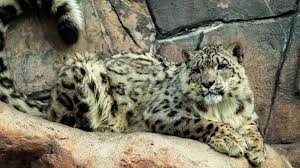 snow leopards wilder insute