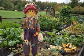 farming pictures of scarecrows in