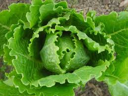 5 reasons to eat more of lettuce