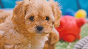 They are intelligent, loyal, kind. Cavachon Puppies For Sale2 Chevromist Kennels Puppies Australia