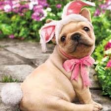 Image result for doggie pictures
