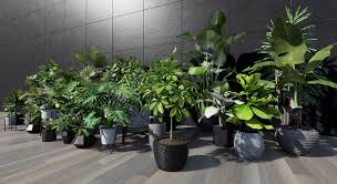 Tropical House Plants 2 In