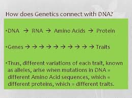 Explain in general terms how the structure of the dna molecule is related to the production of a specific protein. Mendelian Genetics How Does Genetics Connect With Dna