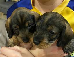 dachshund mini wire haired pups for