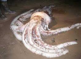 it is a whopper giant squid on beach