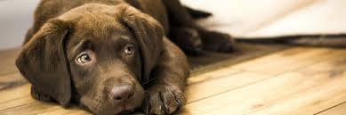 wood flooring for dogs
