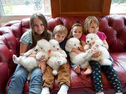 Most girls love to puppy pile. Pile Of Puppies Home Facebook
