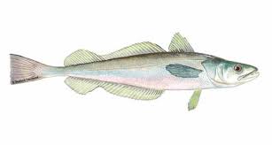 Image result for Hake fish