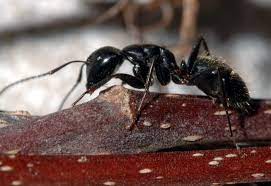 ants umn extension