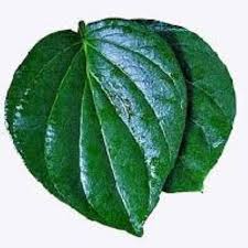 betel leaf or paan leaf varanasi
