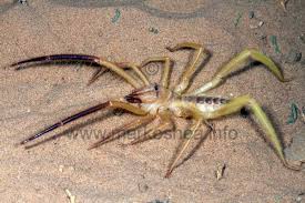 However, that's not quite accurate—camel spiders have a much wider habitat than most people would care to think about! Mark O Shea The Official Website