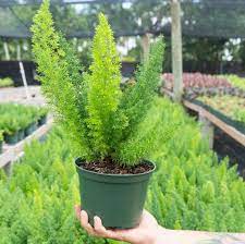 Foxtail Tree Fern Asparagus Densiflorus