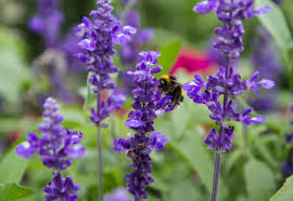Bees, butterflies and hummingbirds love the spikes of lavender flowers on this hardy perennial. Best Plants To Attract Bees And Butterflies Arboretum Your Home Garden Heavenarboretum Your Home Garden Heaven