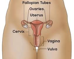 What part of a woman's body do men find most beautiful? The Vulva Human