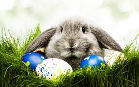 Easter Bunny Wallpapers - 4k, HD Easter ...