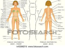 Regions Of Female Body Clipart K43356215 Fotosearch