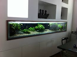 Acrylic Vs Glass Aquarium Which Is