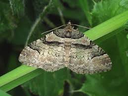 cornwall moths in the hedgerows at