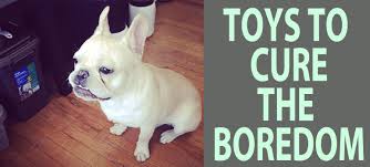 best french bulldog toys the best