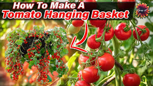 tomato hanging basket